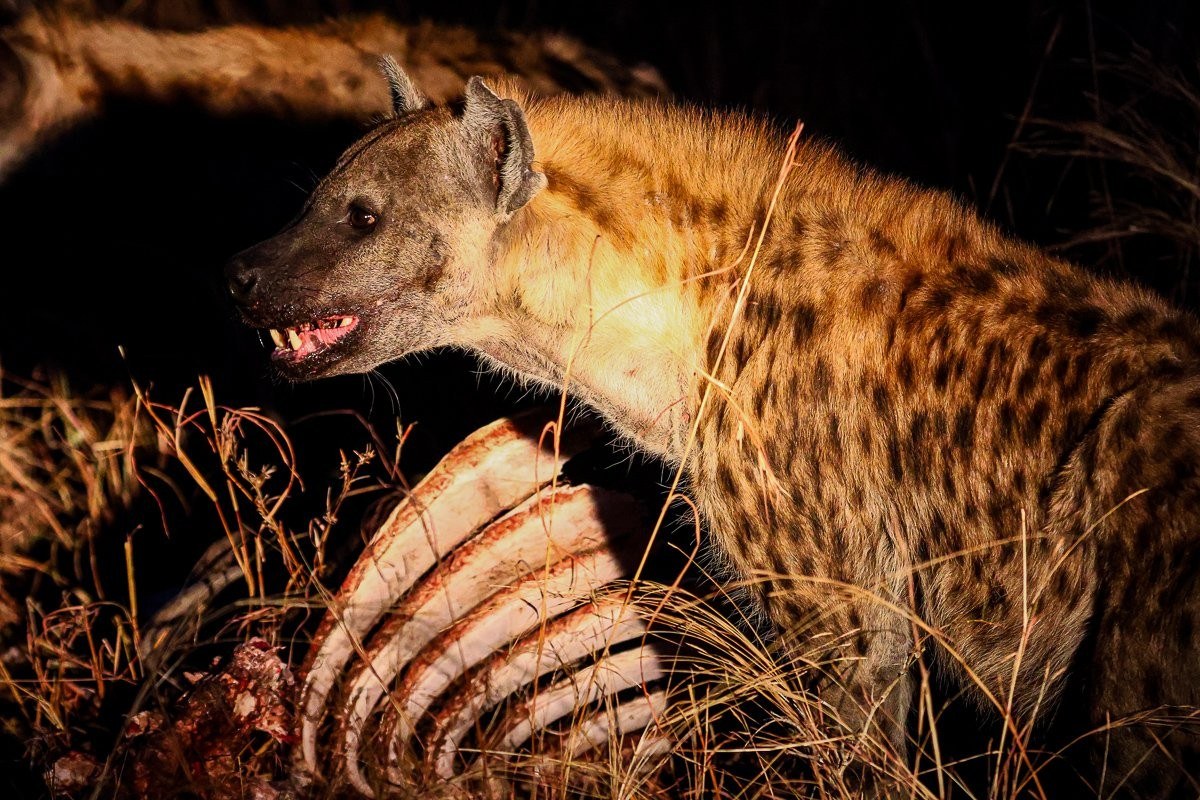 Spotted hyena standing alert at night next to a carcass.