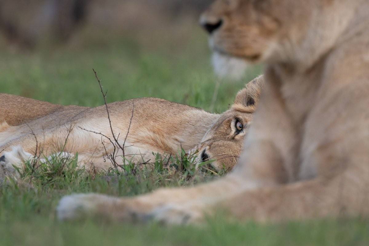 Southern Pride lioness looking across the reserve in the late afternoon.