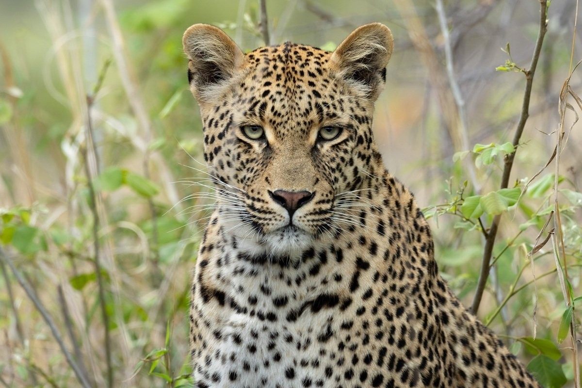 Mgiba female leopard with the Khulwana male in the African bush.