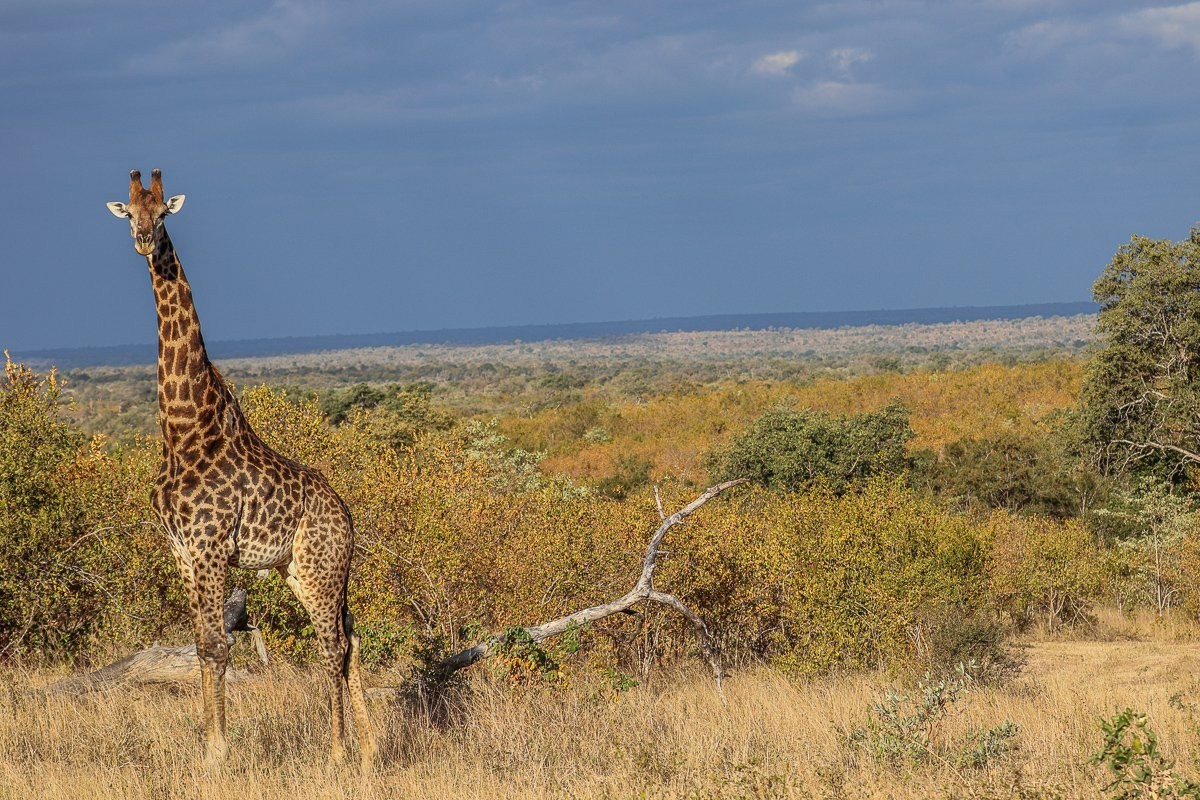 Giraffe standing in its natural habitat with the vast bushveld among the horizon.