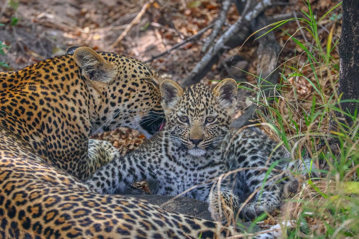 Sabi Sabi Ruan Mey Kurhula Leopardess With Leopard Cub