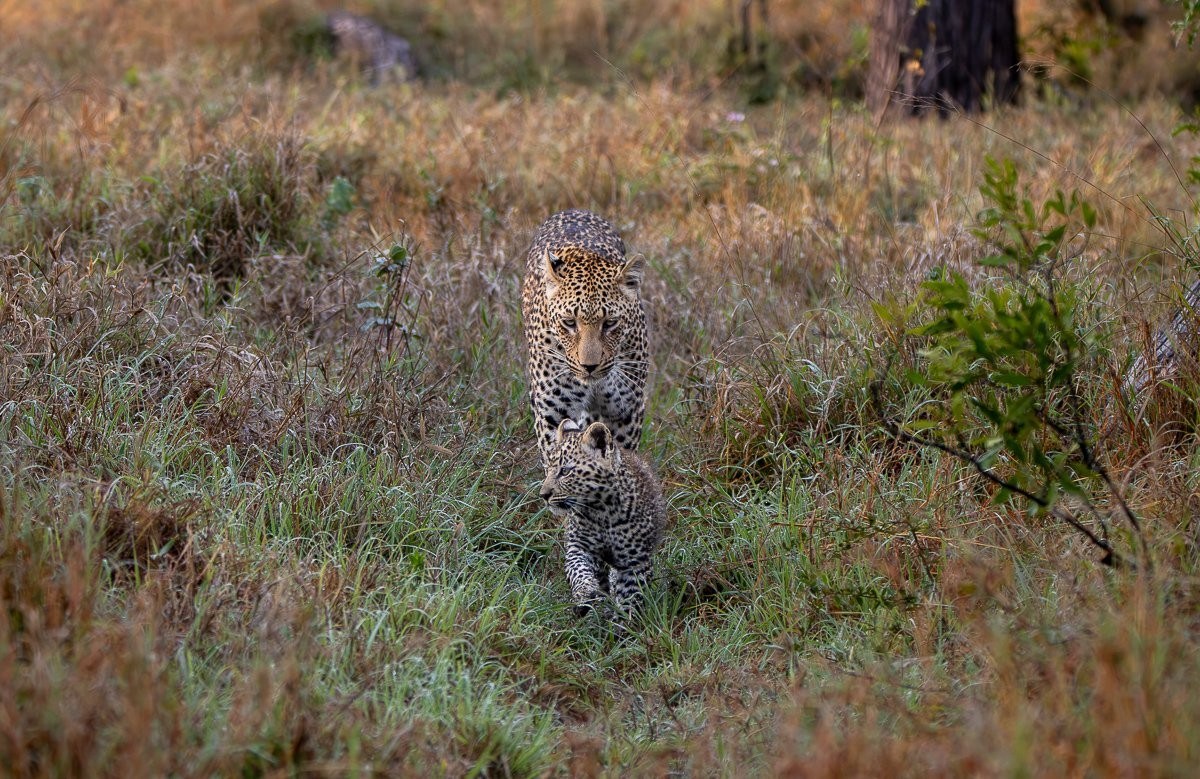 Kurhula leading her young cub along a quiet path through the bush