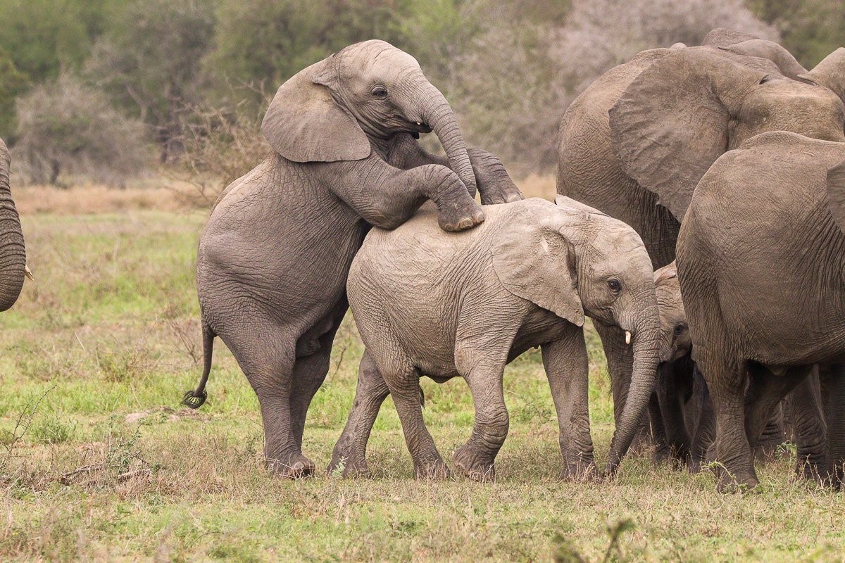 Young elephant calves playfully sparring and climbing over one another