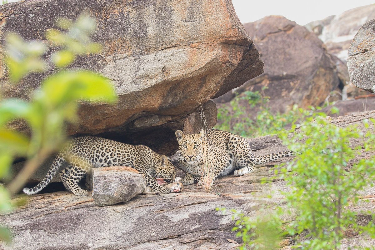 Golonyi’s cub approaching its mother to take over the duiker kill