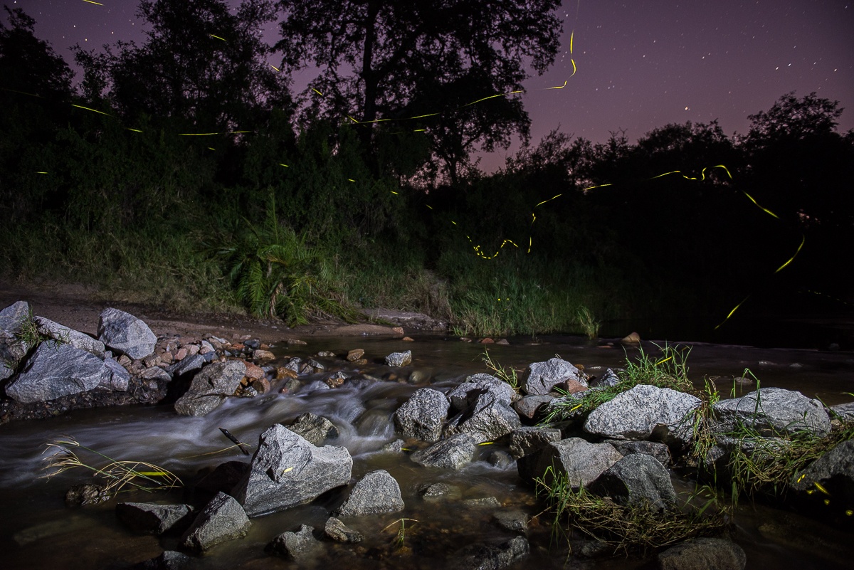 B04Richard De Gouveia   Fireflies And Water