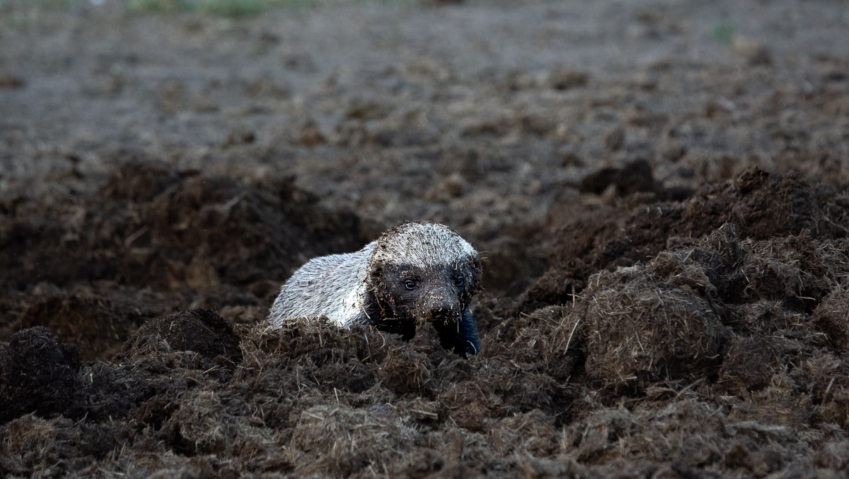 During a game drive at Sabi Sabi we came across a Honey badger digging in the earth for larvae. During a game drive at Sabi Sabi we came across a Honey badger digging in the earth for larvae.