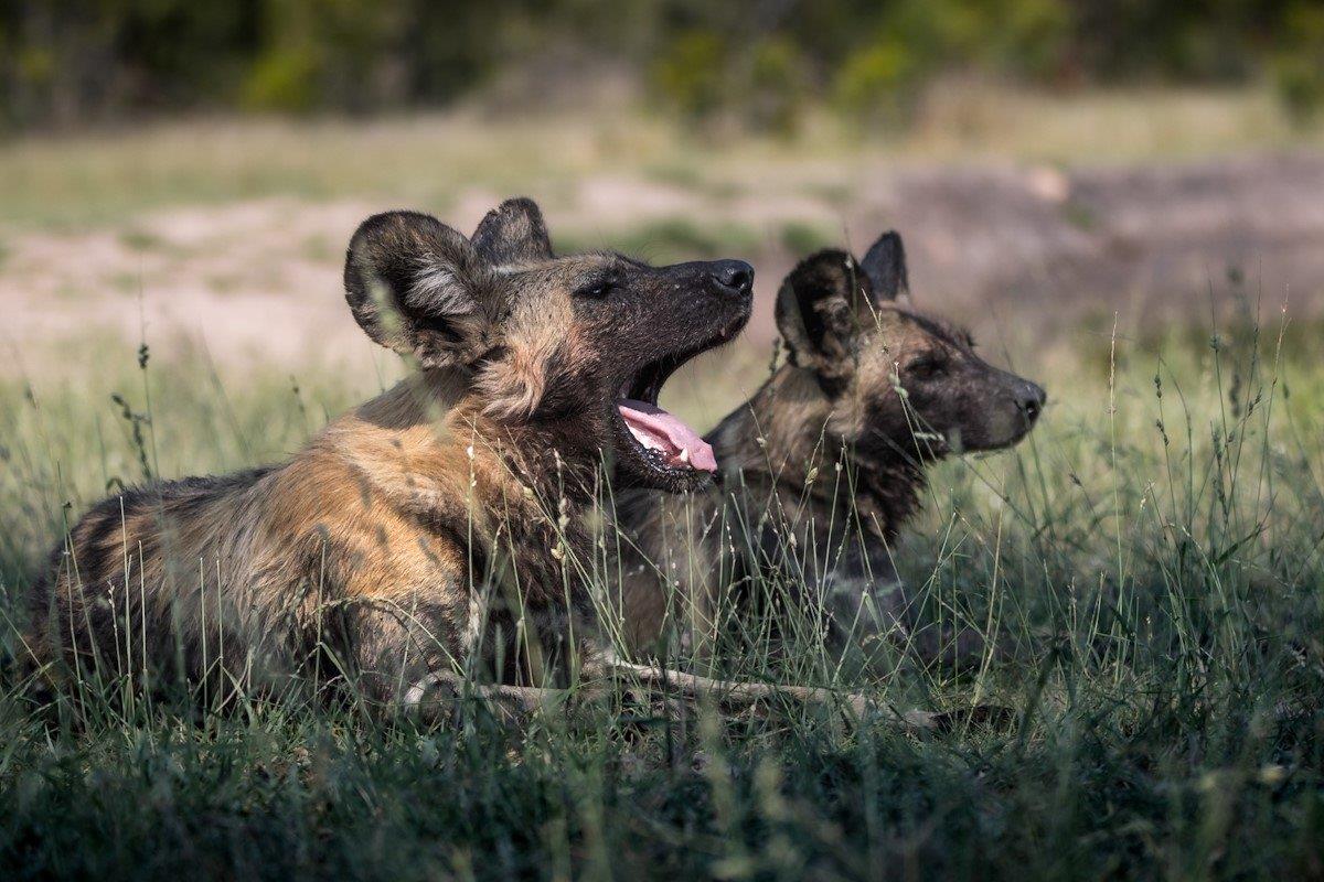 A wild dog yawns, perhaps is disagreement with the choice to go on the hunt. A wild dog yawns, perhaps is disagreement with the choice to go on the hunt.