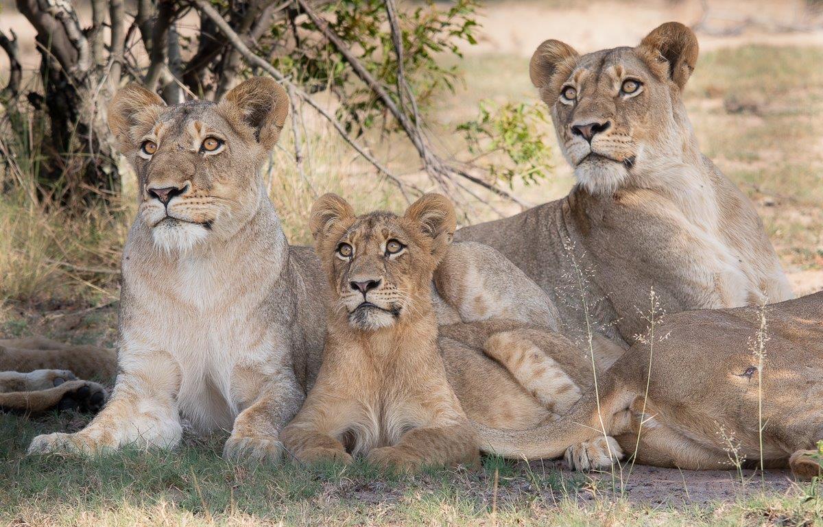 Members of the Southern pride look up to watch vultures circling above them. Members of the Southern pride look up to watch vultures circling above them.