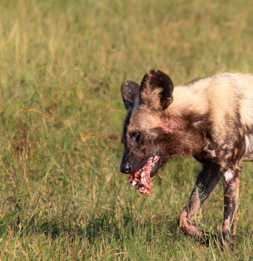 Jason Street Wilddog