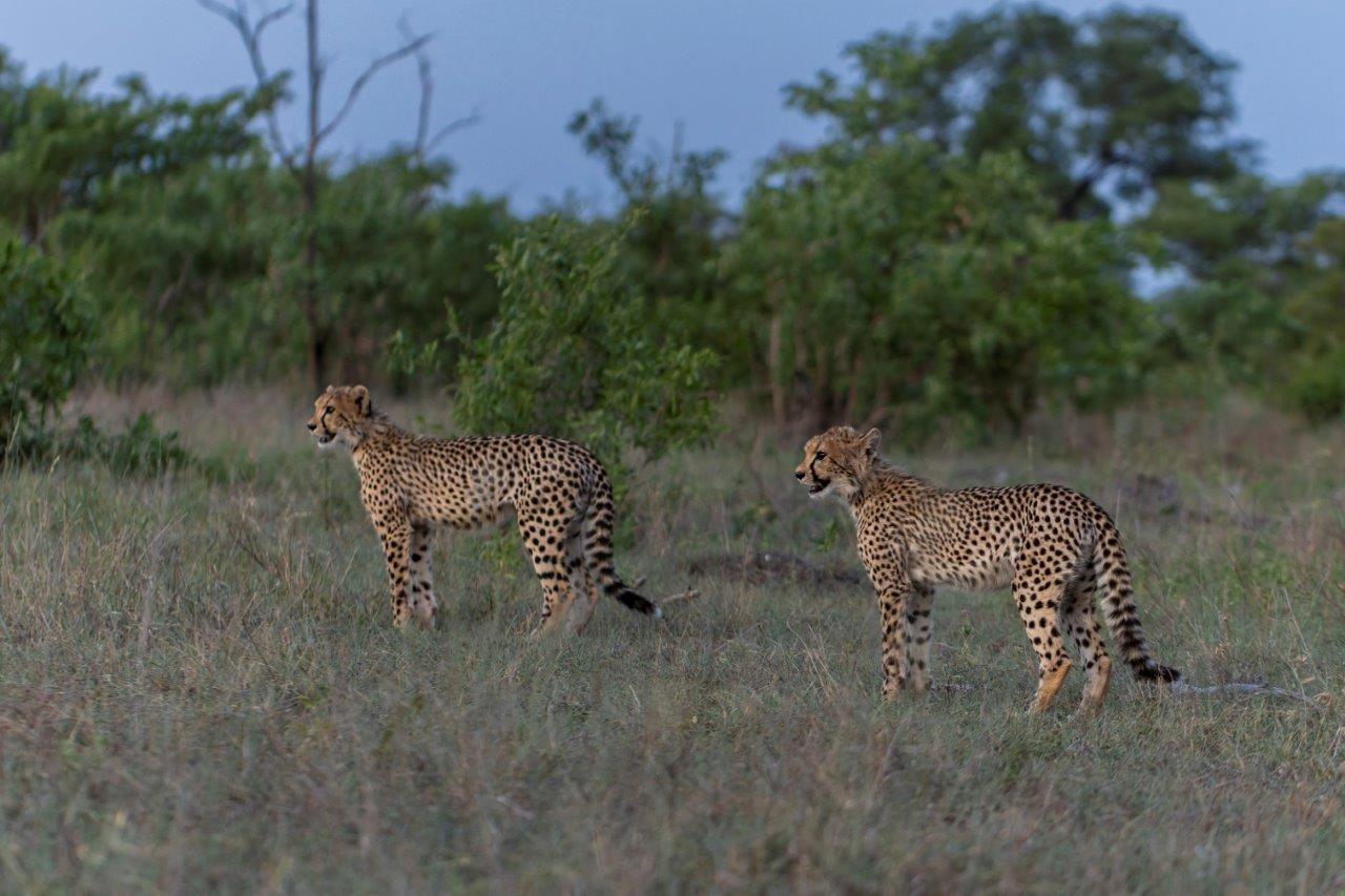 Two cheetah cubs scan their environment. Two cheetah cubs scan their environment.