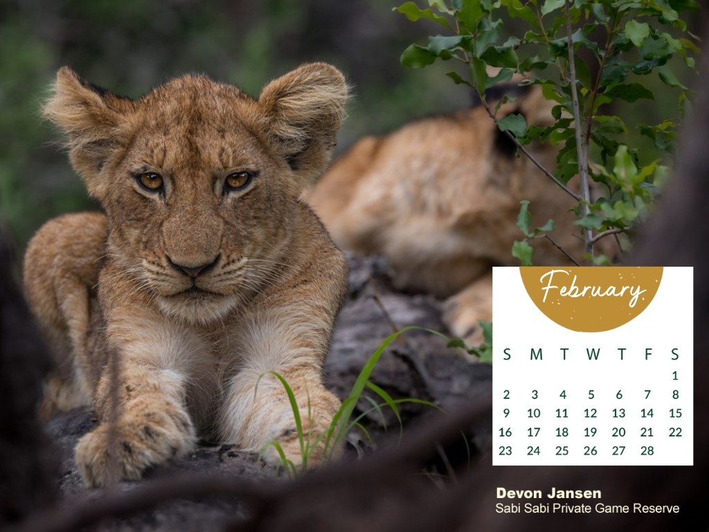 Sabi Calendar Feb 2025