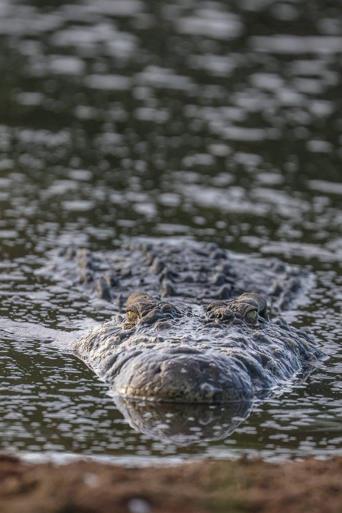 A crocodile is barely noticible as it peeks out from the depths of the river. A crocodile is barely noticible as it peeks out from the depths of the river.