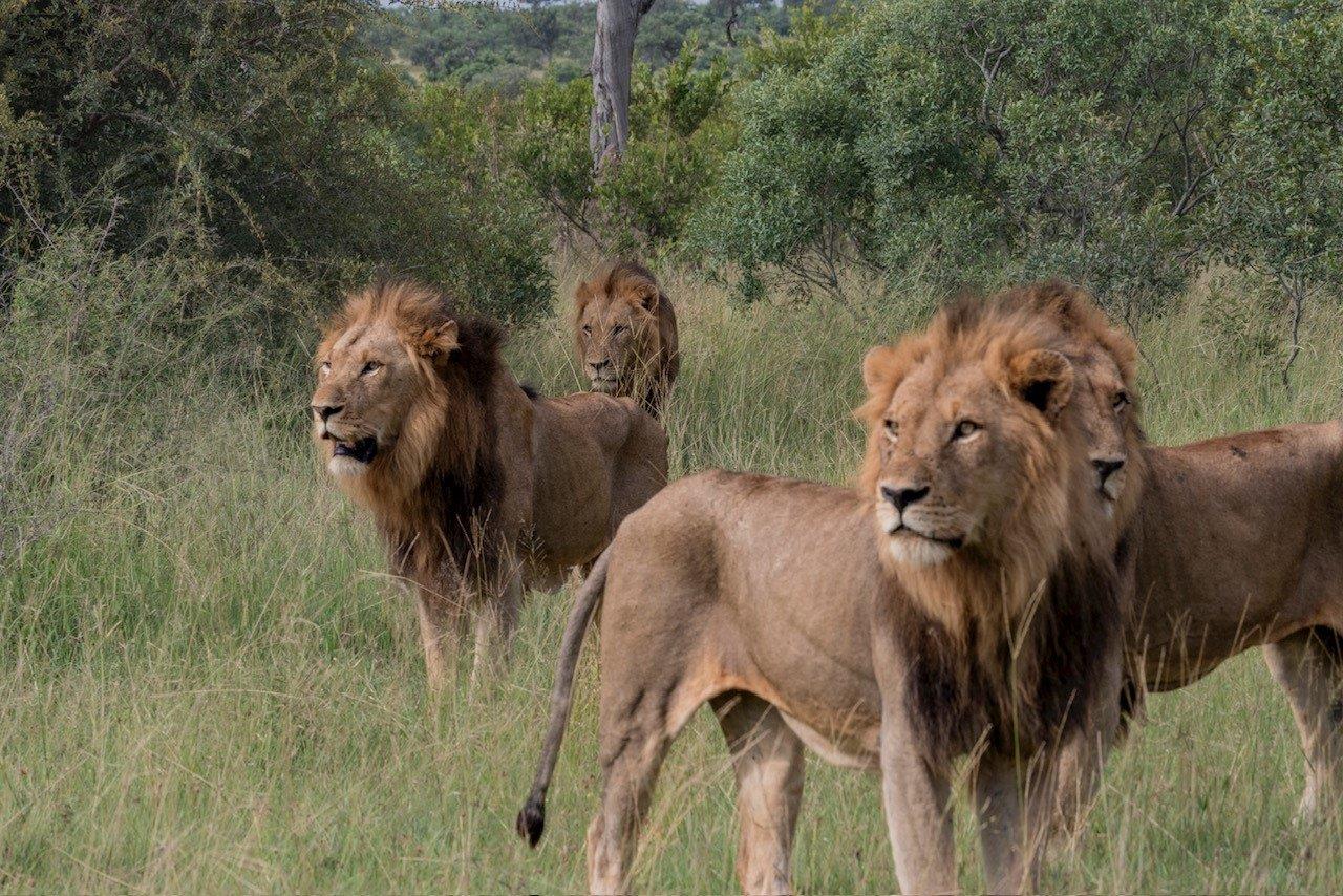 An intimidating scene - spotting three dominant male lions from the Kambula Pride. An intimidating scene - spotting three dominant male lions from the Kambula Pride.