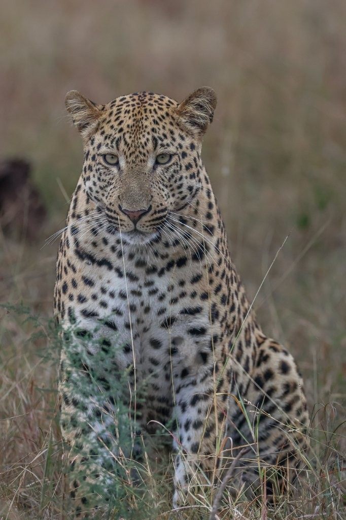 Sabi Sabi Ruan Mey Unnamed Male Leopard Sabi Sabi Ruan Mey Unnamed Male Leopard