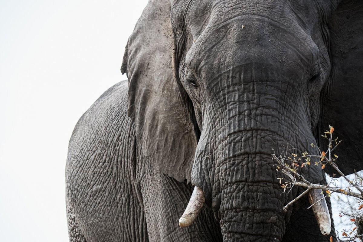 Sabi Sabi Jan Nel Elephant Sabi Sabi Jan Nel Elephant