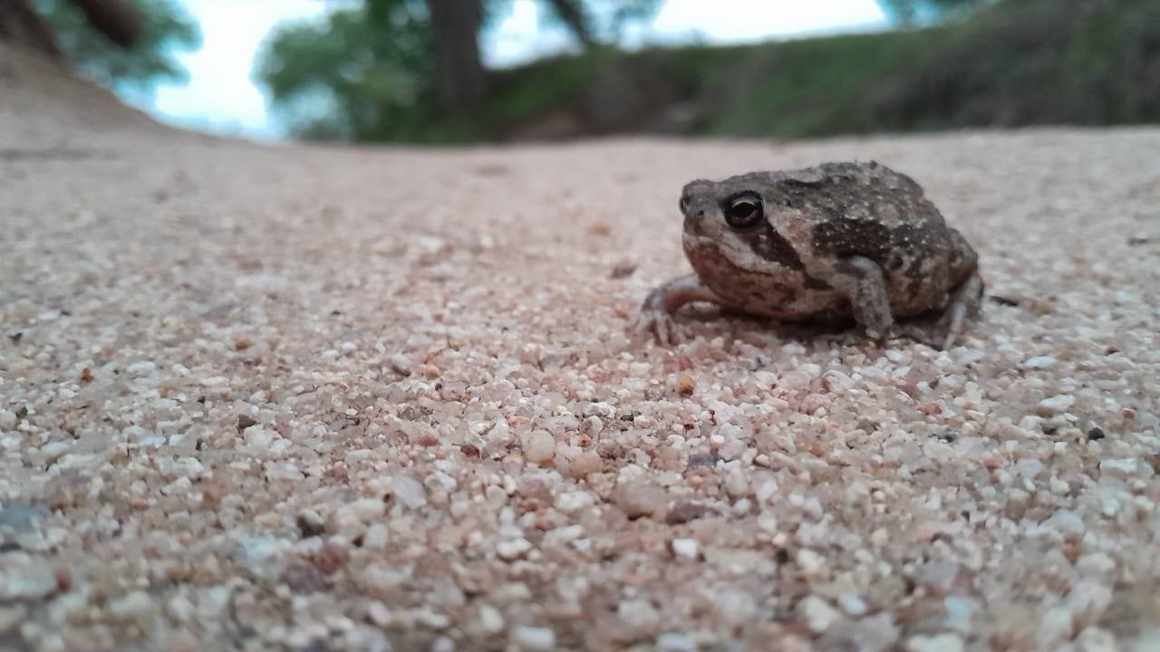 Sabi Sabi Marco Vietti Bushveld Rain Frog