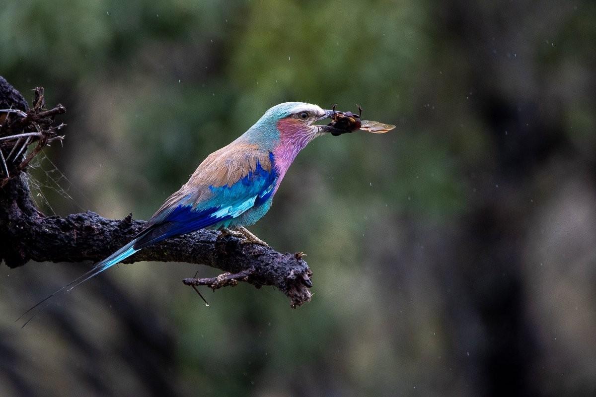 Sabi Sabi Ronald Mutero Lilac Breasted Roller