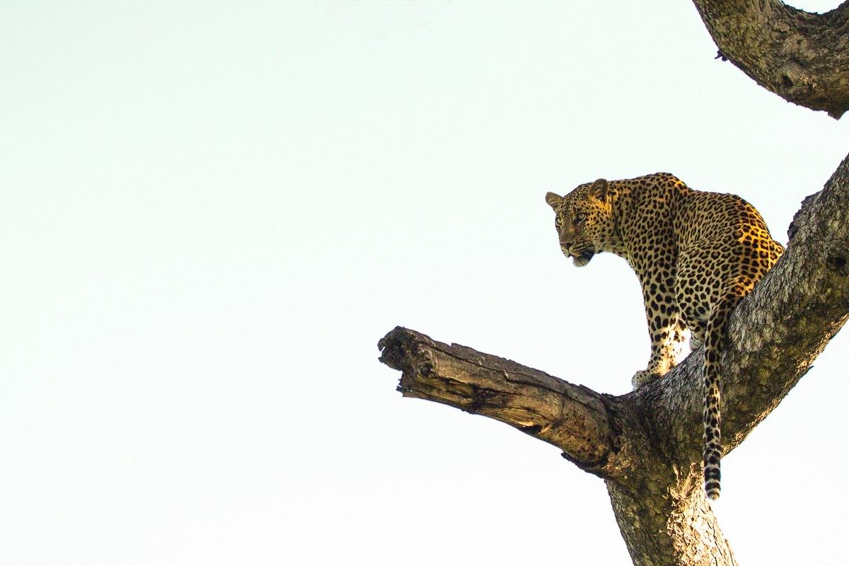 The Nottens male scans the environment from the branch of a tree.