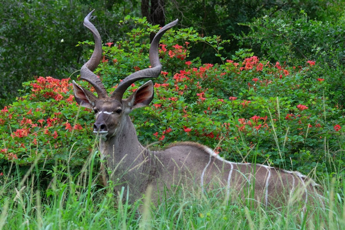 A kudu bull stands among the flowers. 