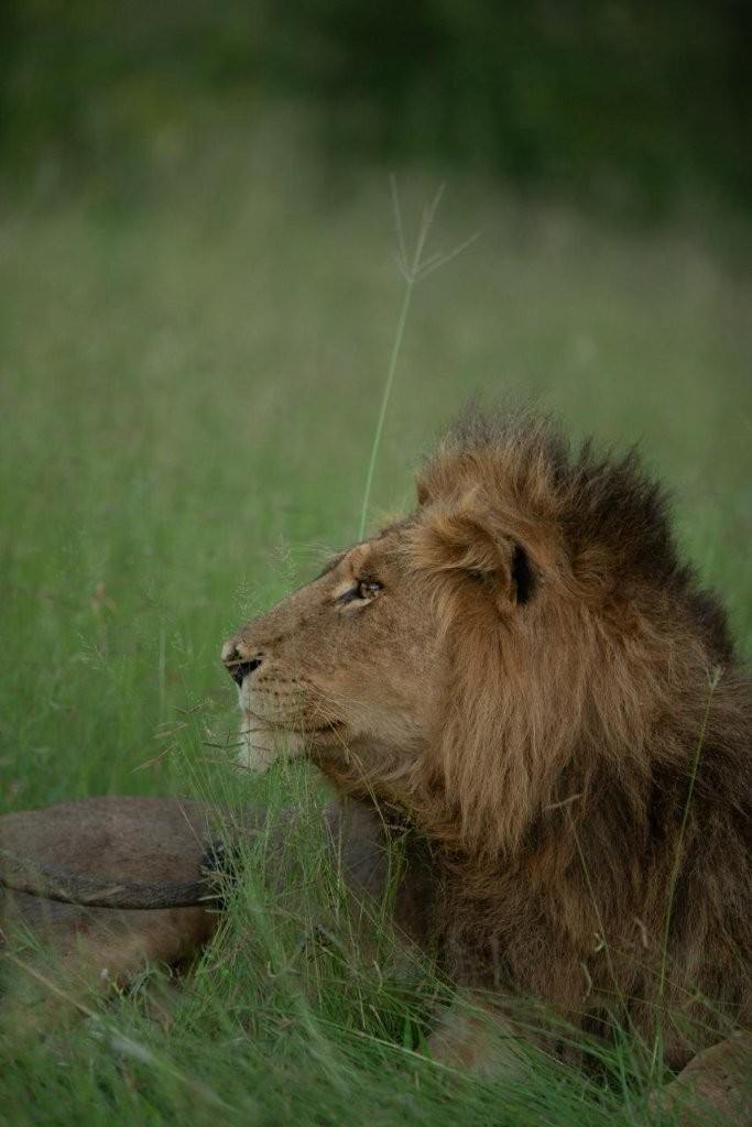 Sabi Sabi Josh Duffus Nwaswishaka Male Lion