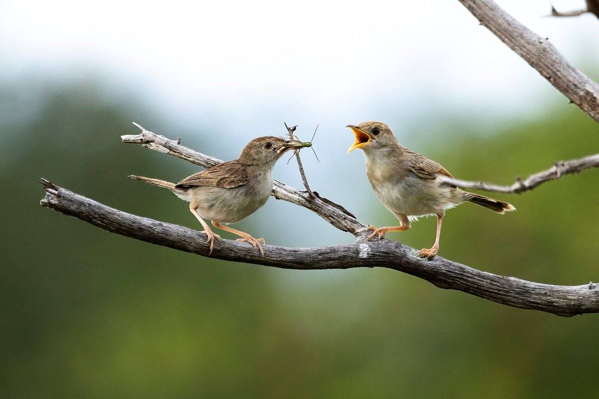 Sabi Sabi Benjamin Loon Cisticolas Making Noise