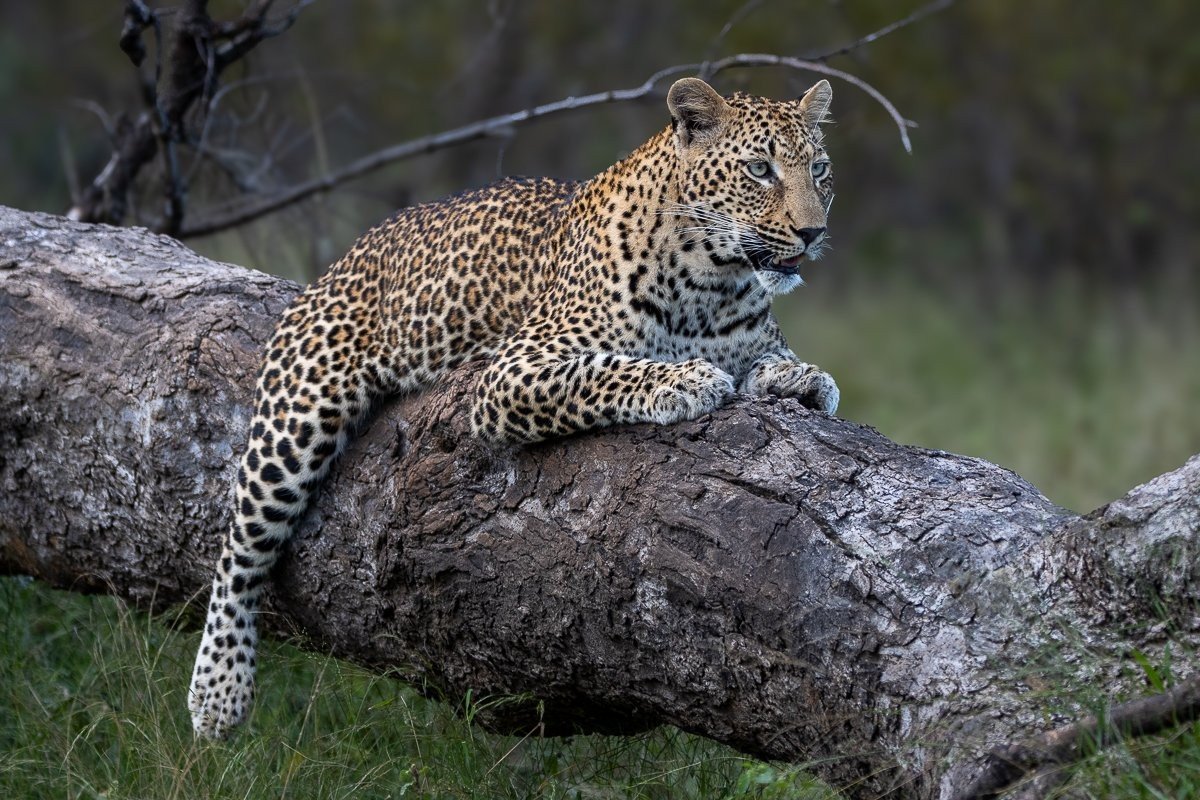 Female leopard watching open clearing from elevated position.