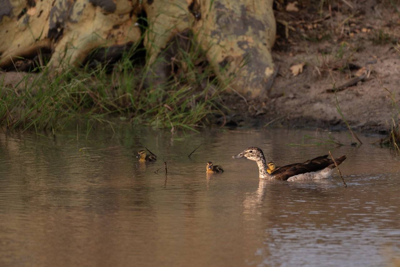 Ducklings paddling beneath a large fever tree.