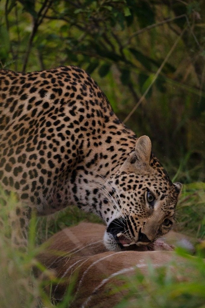 Sabi Sabi Viviane Ladner Young Leopard Near Kill