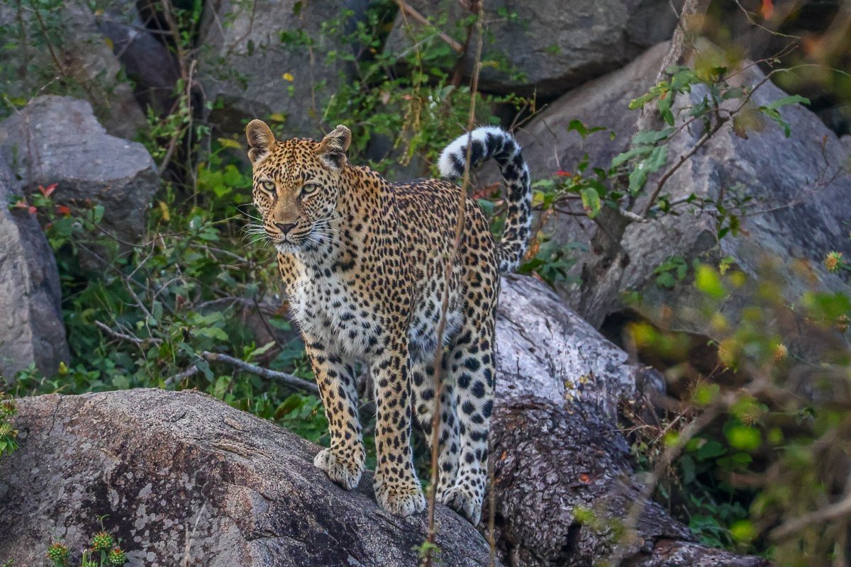 Golonyi female leopard resting near her den site with young cubs emerging from the rocks.