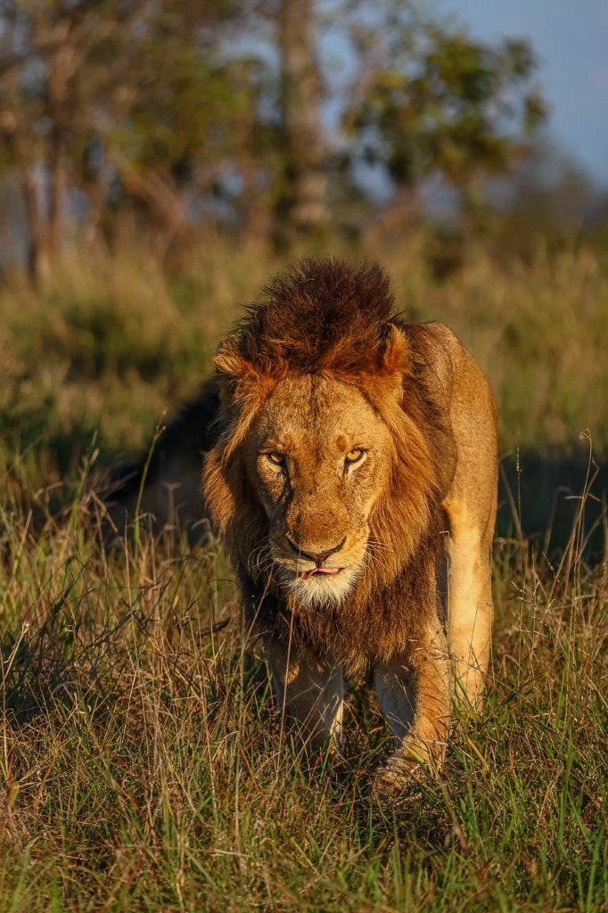 N’waswishaka male lion resting beside lionesses in open grassland.