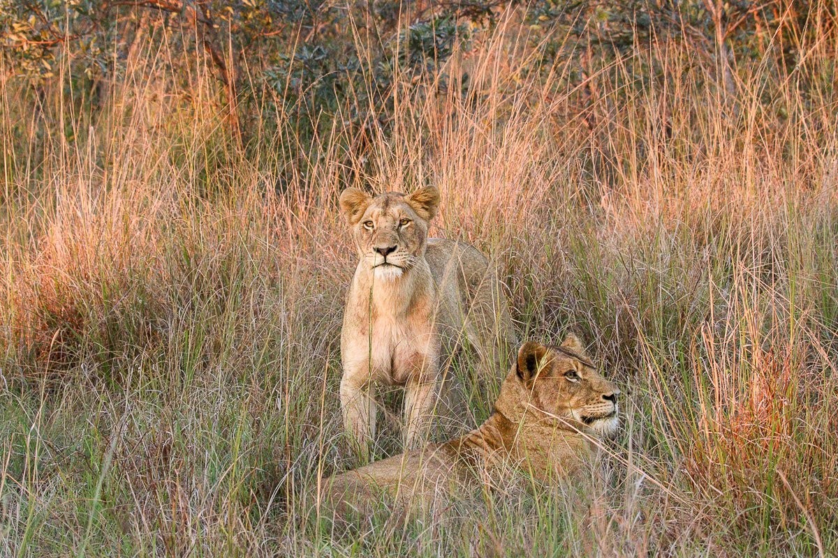 Lioness from the Southern Pride scans her surroundings while resting near water.