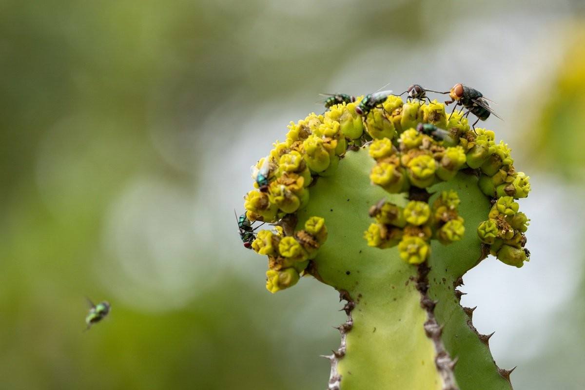 Pollinating fly on Bushveld Candelabra flowers in the African bush.