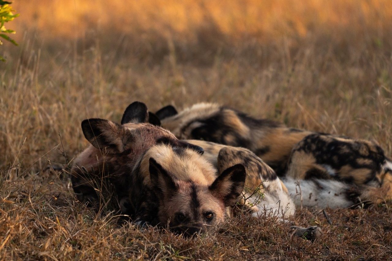 Wild dogs with blood-stained faces after feeding on fresh prey.