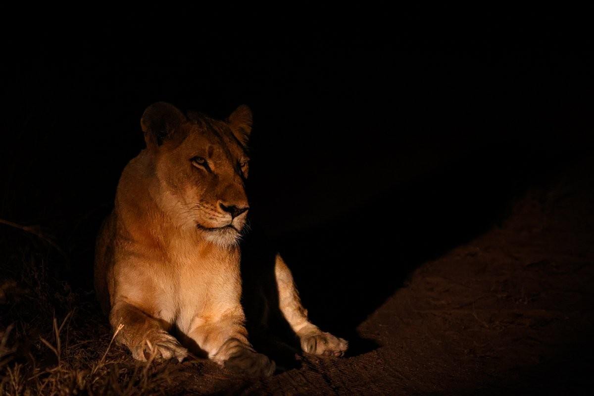 Southern Pride lionesses resting near Earth Lodge before they begin their evening hunt.