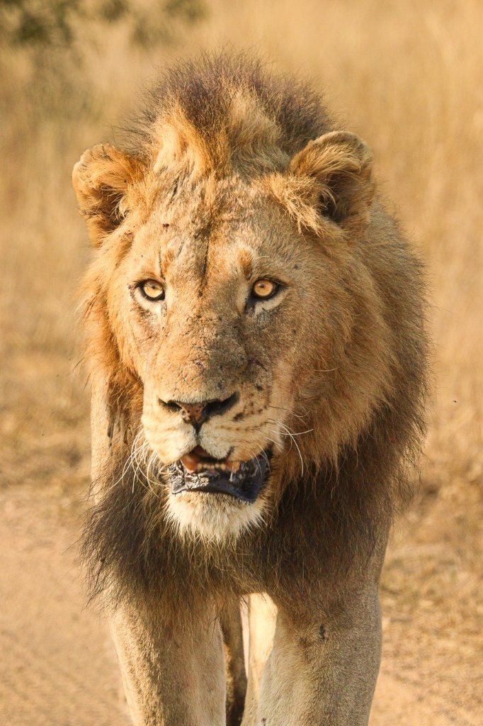 N’waswishaka male lion in the Sabi Sabi wilderness