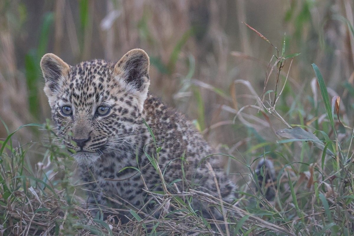 Sabi Sabi Ruan Mey Kurhula Leopard Cub Resting In Thicket Sabi Sabi