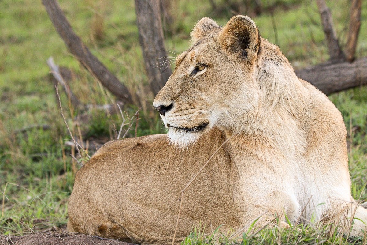 Southern Pride lioness resting in the shade at Sabi Sabi Game Reserve.