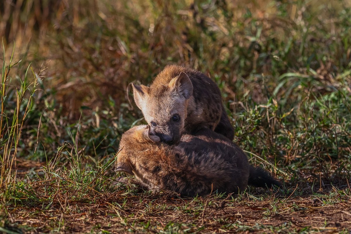 Spotted hyena cubs exploring and being playful.