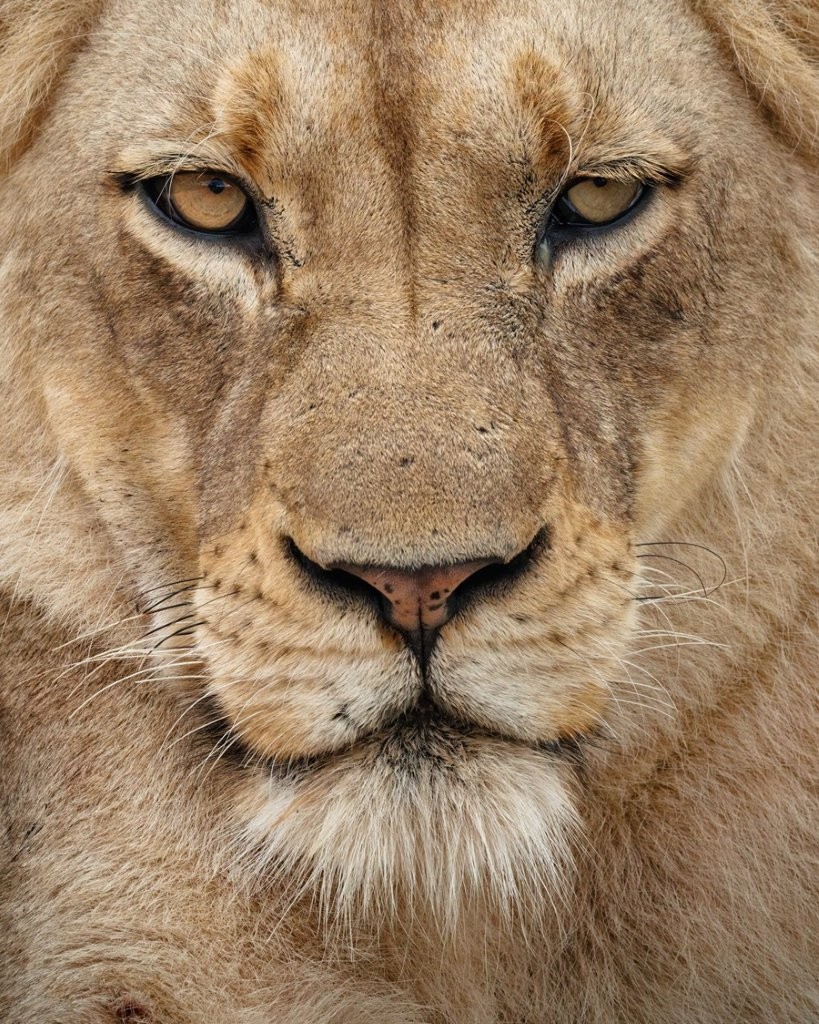 Sabi Sabi Benjamin Loon Msuthlu Pride Lions Gathered Together