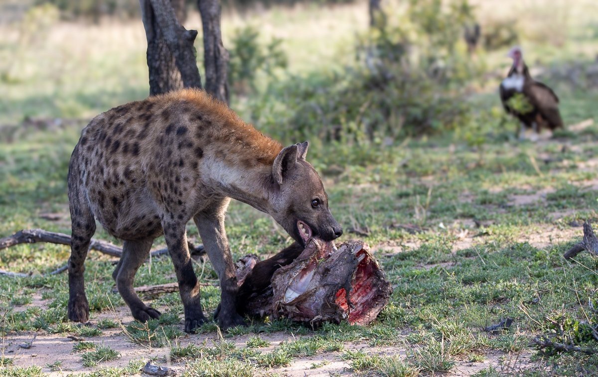 A spotted hyena appearing belly full from a buffalo carcass that is almost devoured