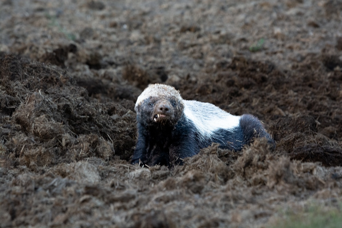 A Honey badger growls at guests on a game drive at Sabi Sabi. A Honey badger growls at guests on a game drive at Sabi Sabi.