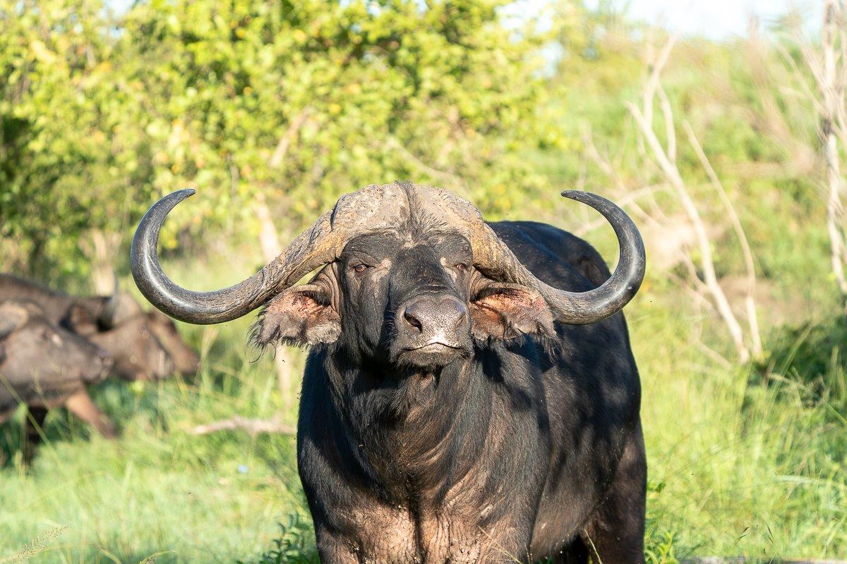 Buffaloes are social animals and will move around in giant herds sometimes numbering 50-300 individuals. Buffaloes are social animals and will move around in giant herds sometimes numbering 50-300 individuals.