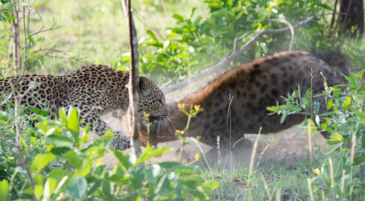 Fighting against five hyenas, Ntsumi had her work cut out for her. Fighting against five hyenas, Ntsumi had her work cut out for her.