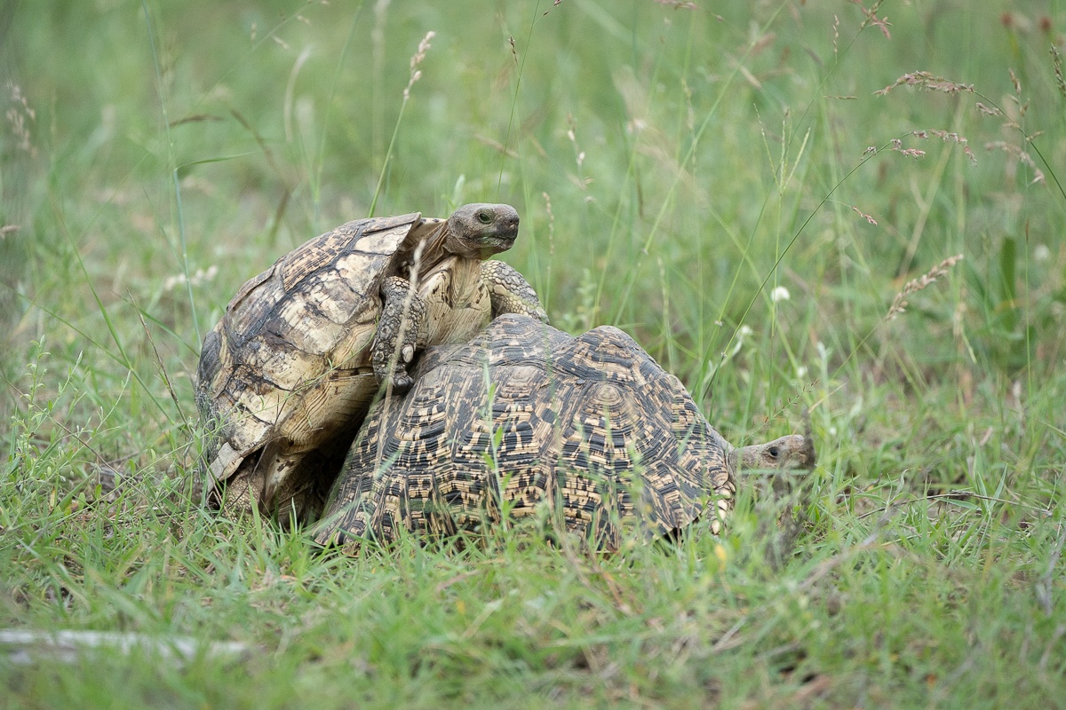 B03  Daniel Greyvenstein   Leopard Tortoise   171023   1
