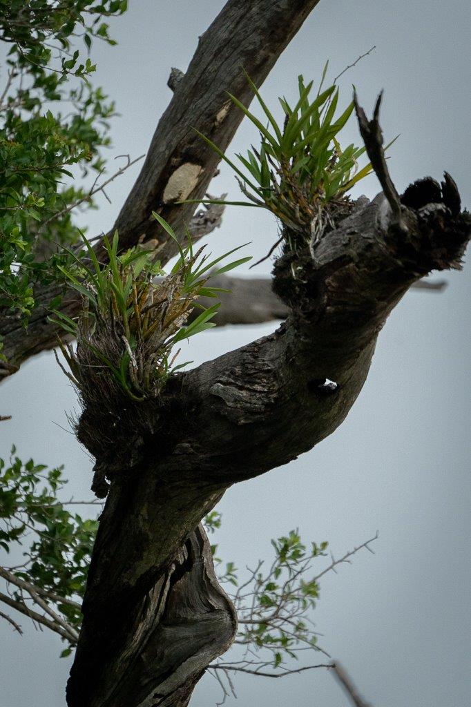 Making its home in the branches of trees, the leopard orchid is exposed to maximum sunlight. Making its home in the branches of trees, the leopard orchid is exposed to maximum sunlight.
