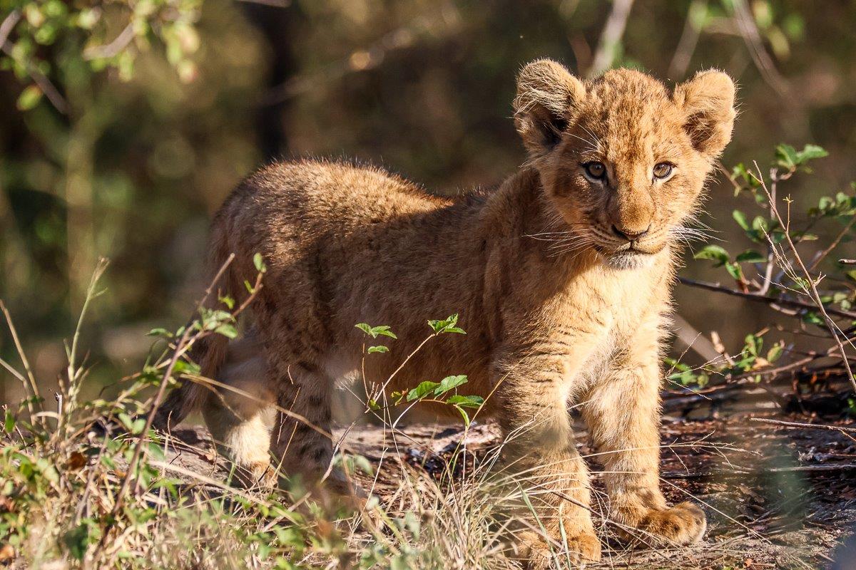 We continued our drive and found tracks from the whole pride We continued our drive and found tracks from the whole pride