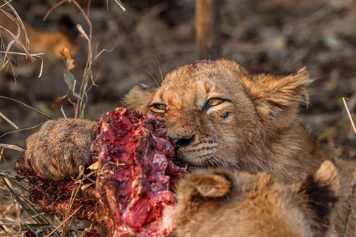 A lion from the Msuthlu Pride feeding on the remains of a blue wildebeest kill in the bush.