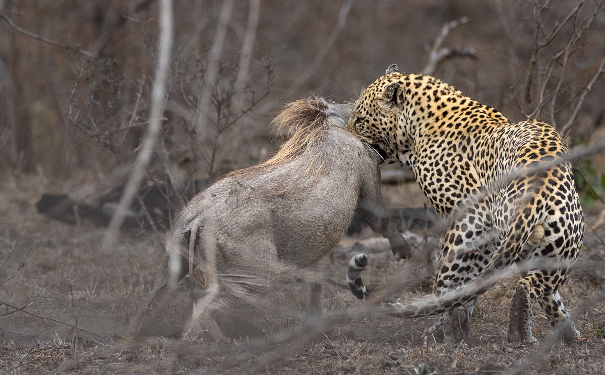 A dynamic shot of the leopard in mid-air, showcasing its incredible speed and agility. A dynamic shot of the leopard in mid-air, showcasing its incredible speed and agility.