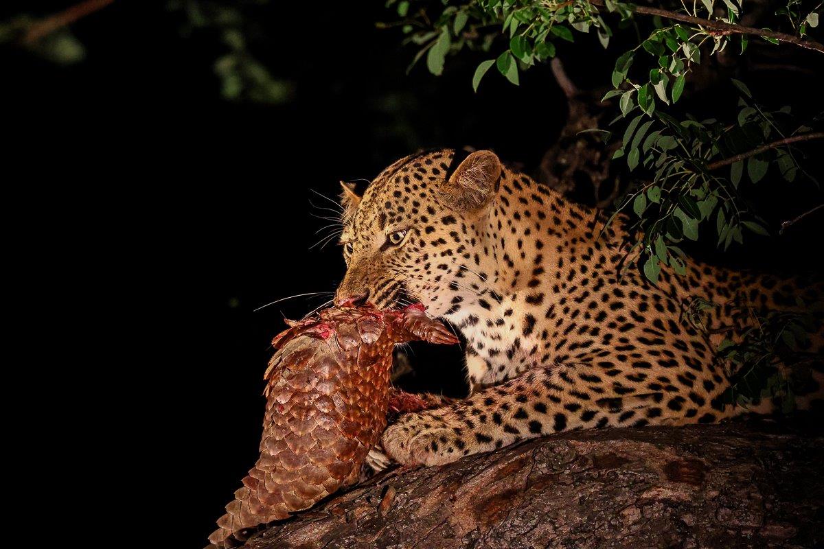 The leopard named Nkuwa lounges on a branch with a Temminck's pangolin in its mouth. The leopard named Nkuwa lounges on a branch with a Temminck's pangolin in its mouth.