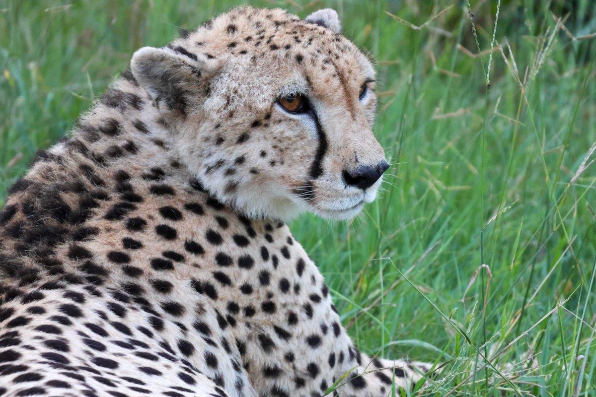 Sabi Sabi Jan Nel Cheetah 2 Sabi Sabi Jan Nel Cheetah 2